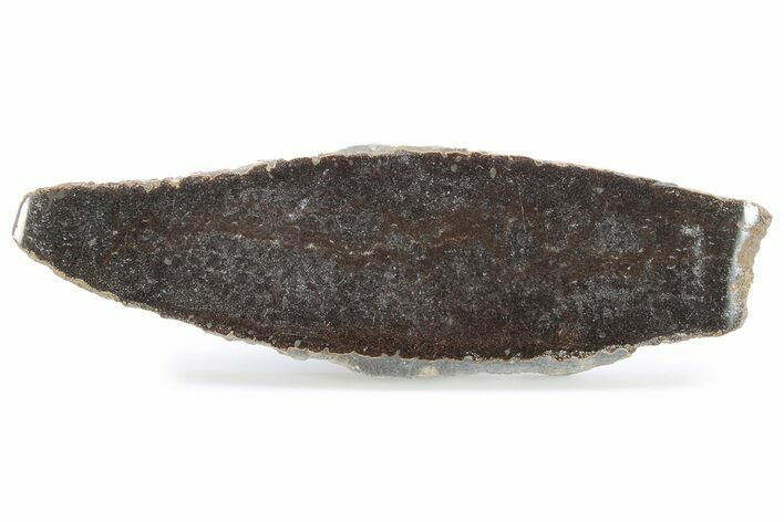 Polished Pliosaur (Liopleurodon) Limb Bone Slab - England #280227